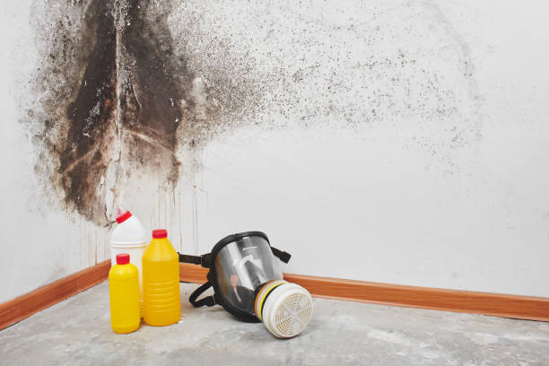 Best Office Mold Removal Services  in Linden, MI