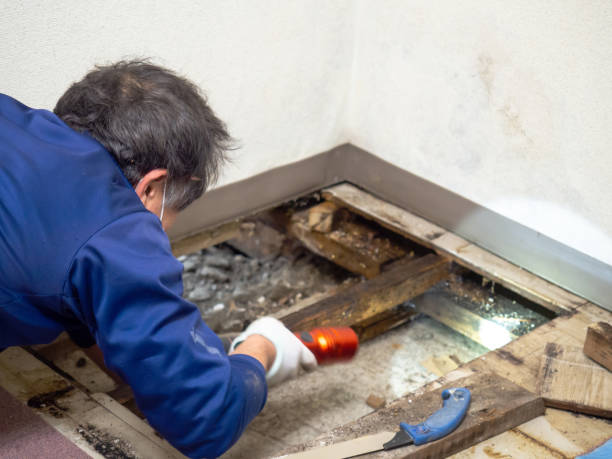 Best Mold Removal Company Near Me  in Linden, MI