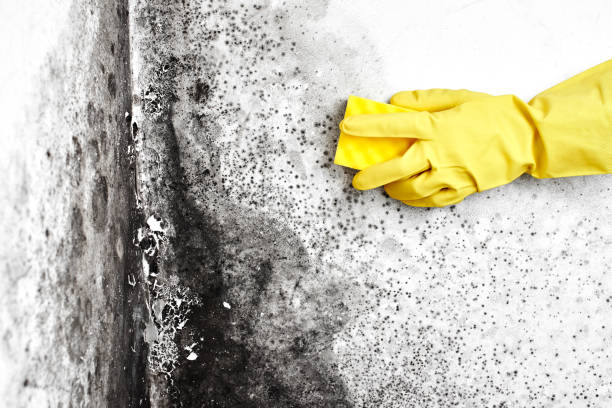 Crawl Space Mold Removal in Linden, MI