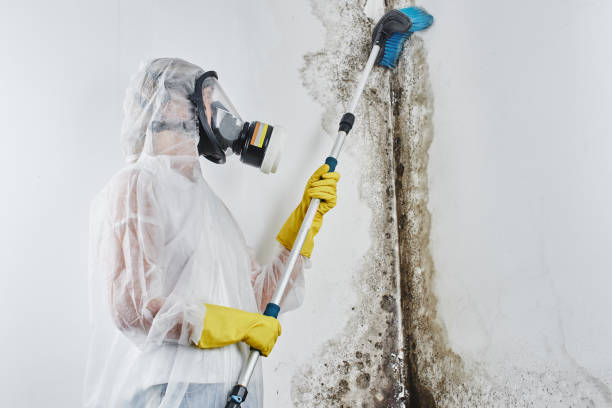 Certified Mold Removal in Linden, MI
