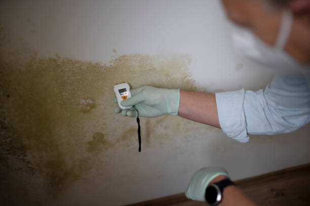 Best Toxic Mold Removal  in Linden, MI