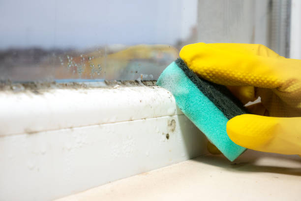 Best Office Mold Removal Services  in Linden, MI