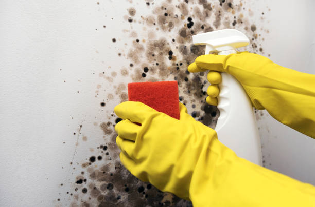 Reliable Linden, MI Mold Removal Solutions