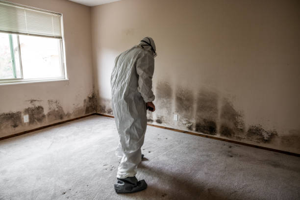 Best Mold Removal Company Near Me  in Linden, MI