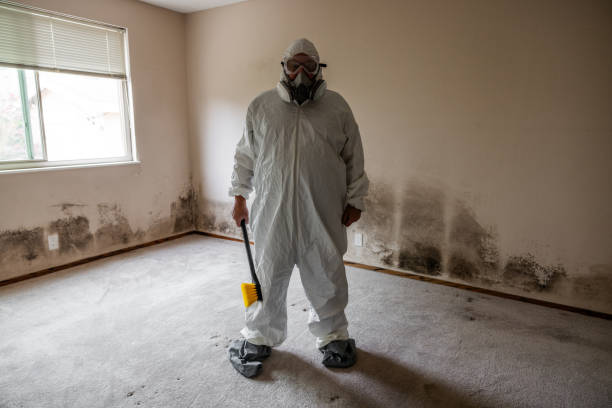  Linden, MI Mold Removal Pros