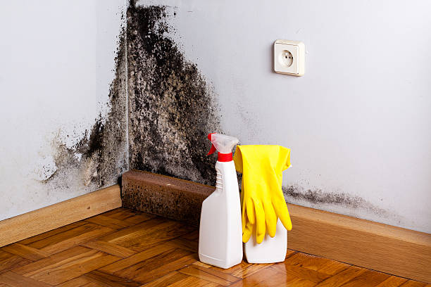 Office Mold Removal Services in Linden, MI